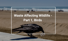 Waste Affecting Wildlife – Part 1, Birds